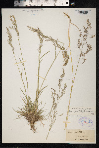 Deschampsia cespitosa image