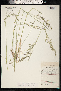 Deschampsia cespitosa image