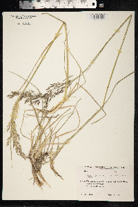 Deschampsia cespitosa image