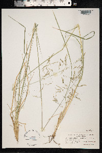 Deschampsia cespitosa image