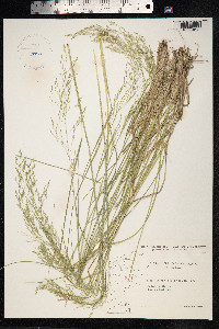 Deschampsia cespitosa image