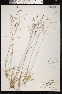 Deschampsia cespitosa image