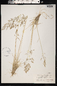 Deschampsia cespitosa image