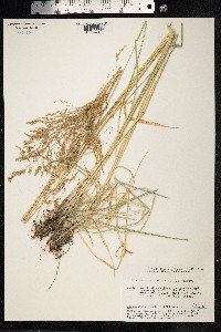 Deschampsia cespitosa image