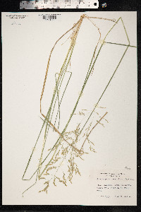 Deschampsia cespitosa image