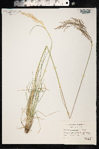 Deschampsia cespitosa image