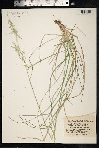 Deschampsia cespitosa image
