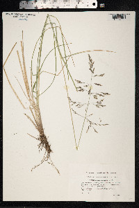 Deschampsia cespitosa image
