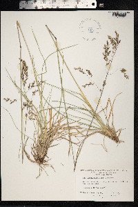 Deschampsia cespitosa image