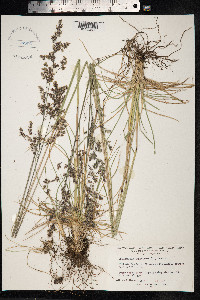 Deschampsia cespitosa image