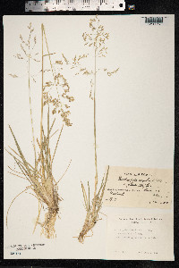 Deschampsia cespitosa image