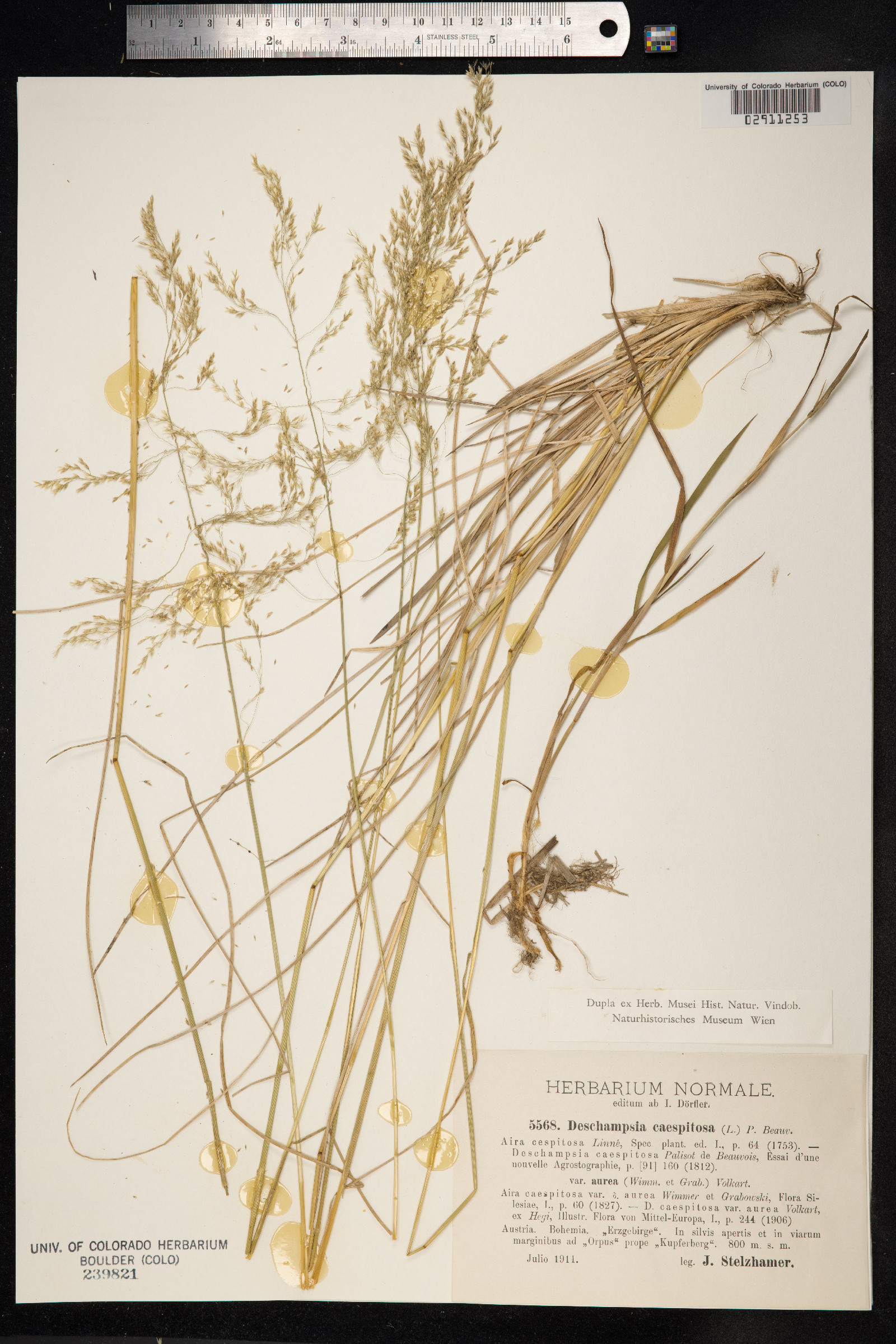 Deschampsia cespitosa image