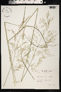 Deschampsia cespitosa image