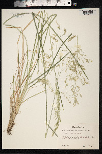 Deschampsia cespitosa image