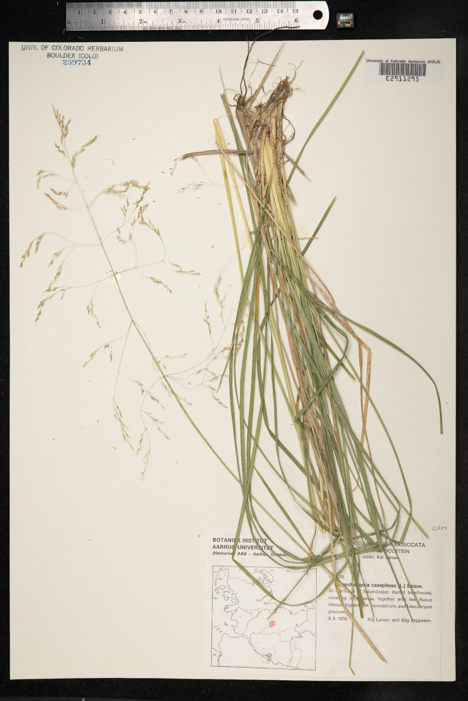 Deschampsia cespitosa image