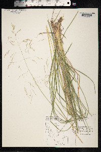 Deschampsia cespitosa image