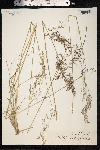 Deschampsia cespitosa image