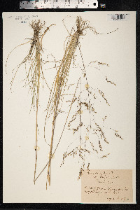 Deschampsia cespitosa image