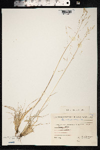 Deschampsia cespitosa image