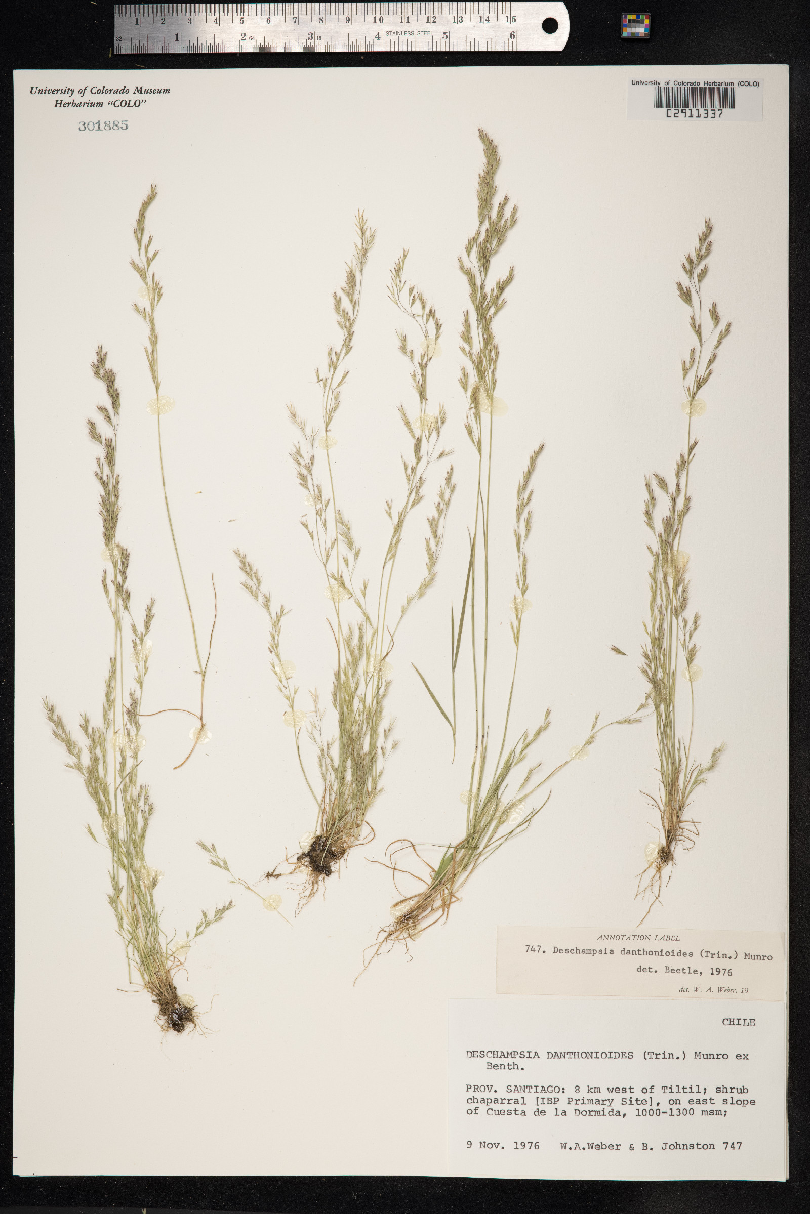 Deschampsia danthonioides image