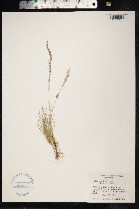 Deschampsia elongata image