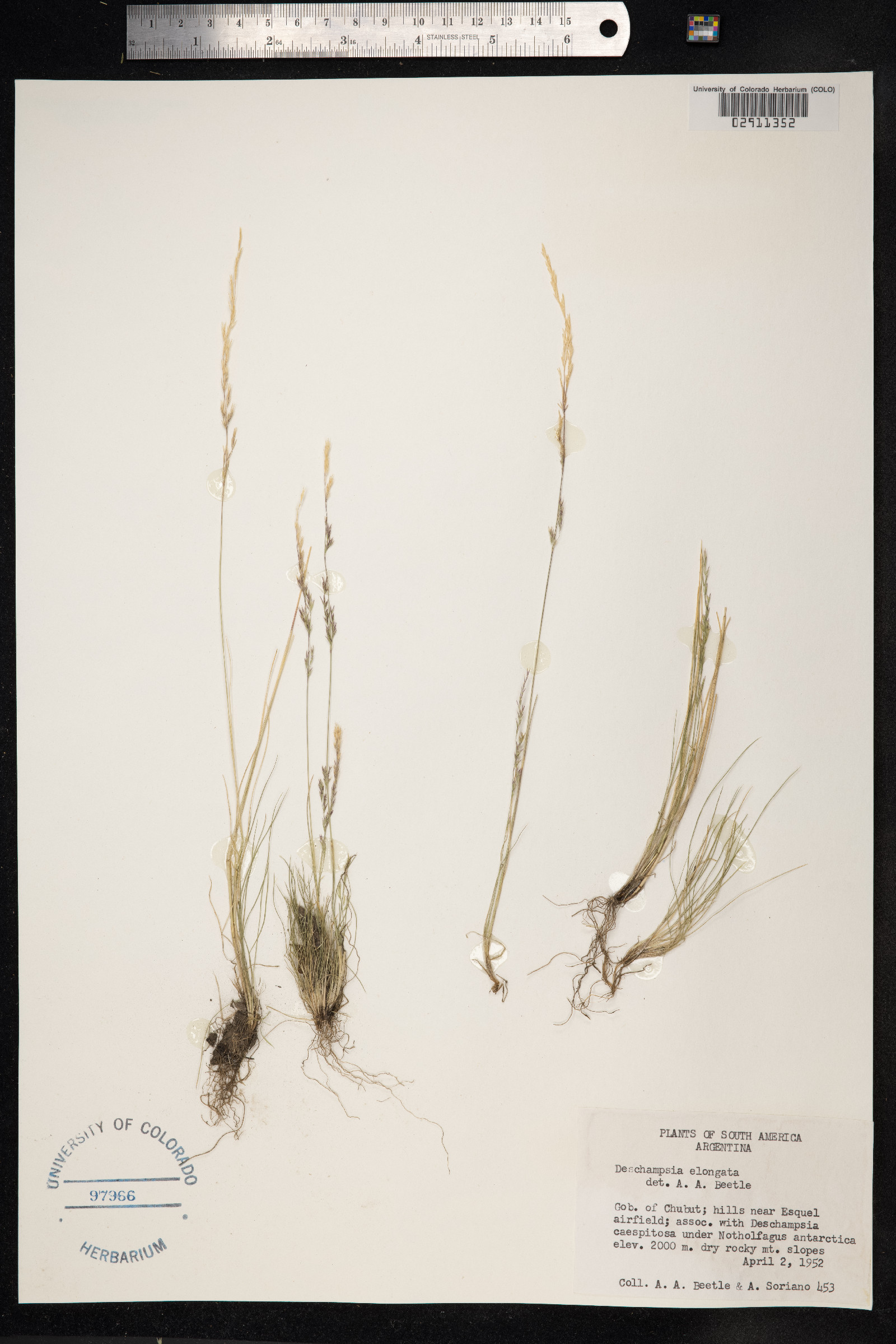 Deschampsia elongata image