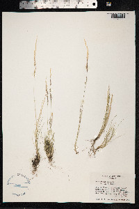 Deschampsia elongata image