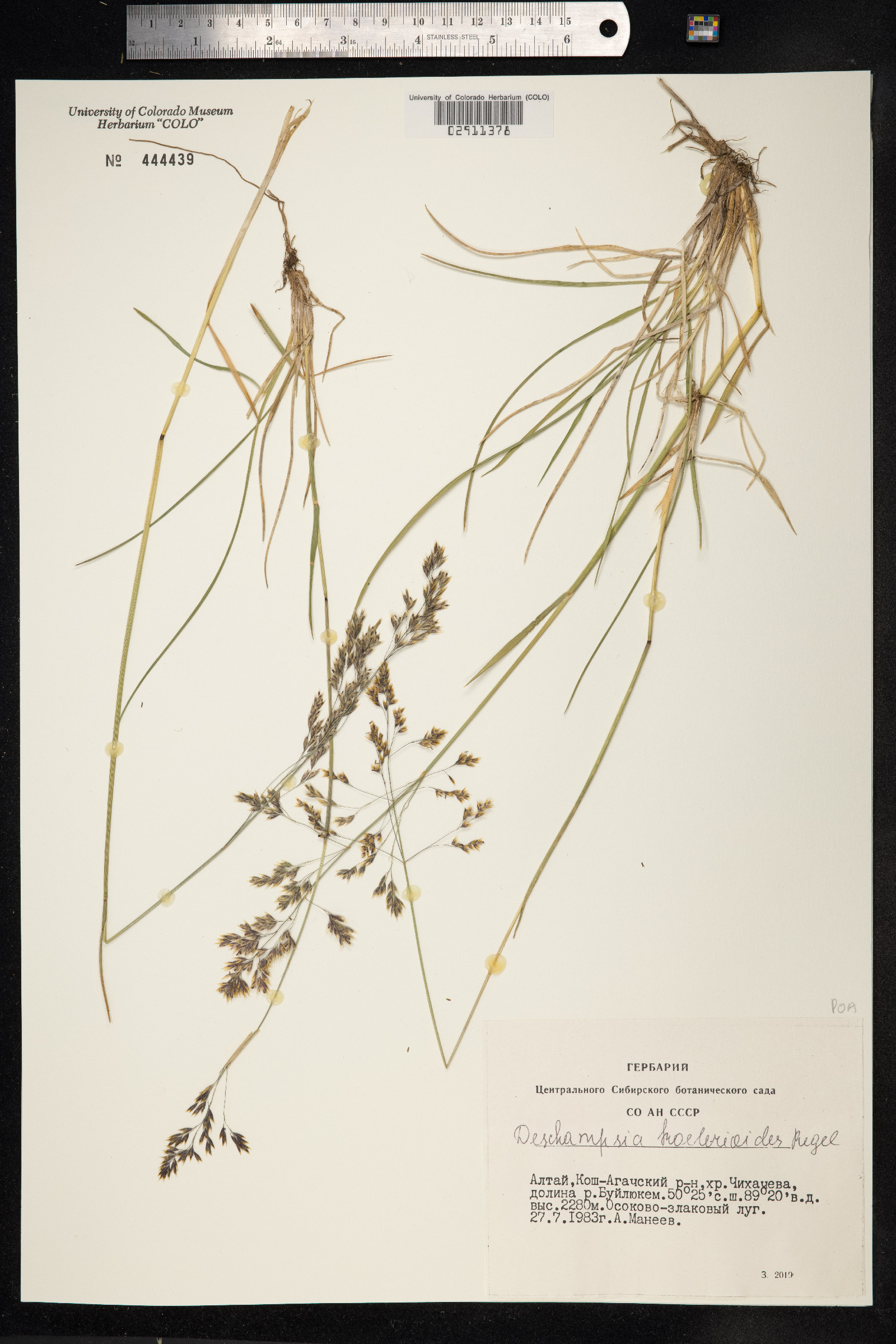Peyritschia koelerioides image