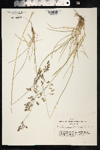 Peyritschia koelerioides image