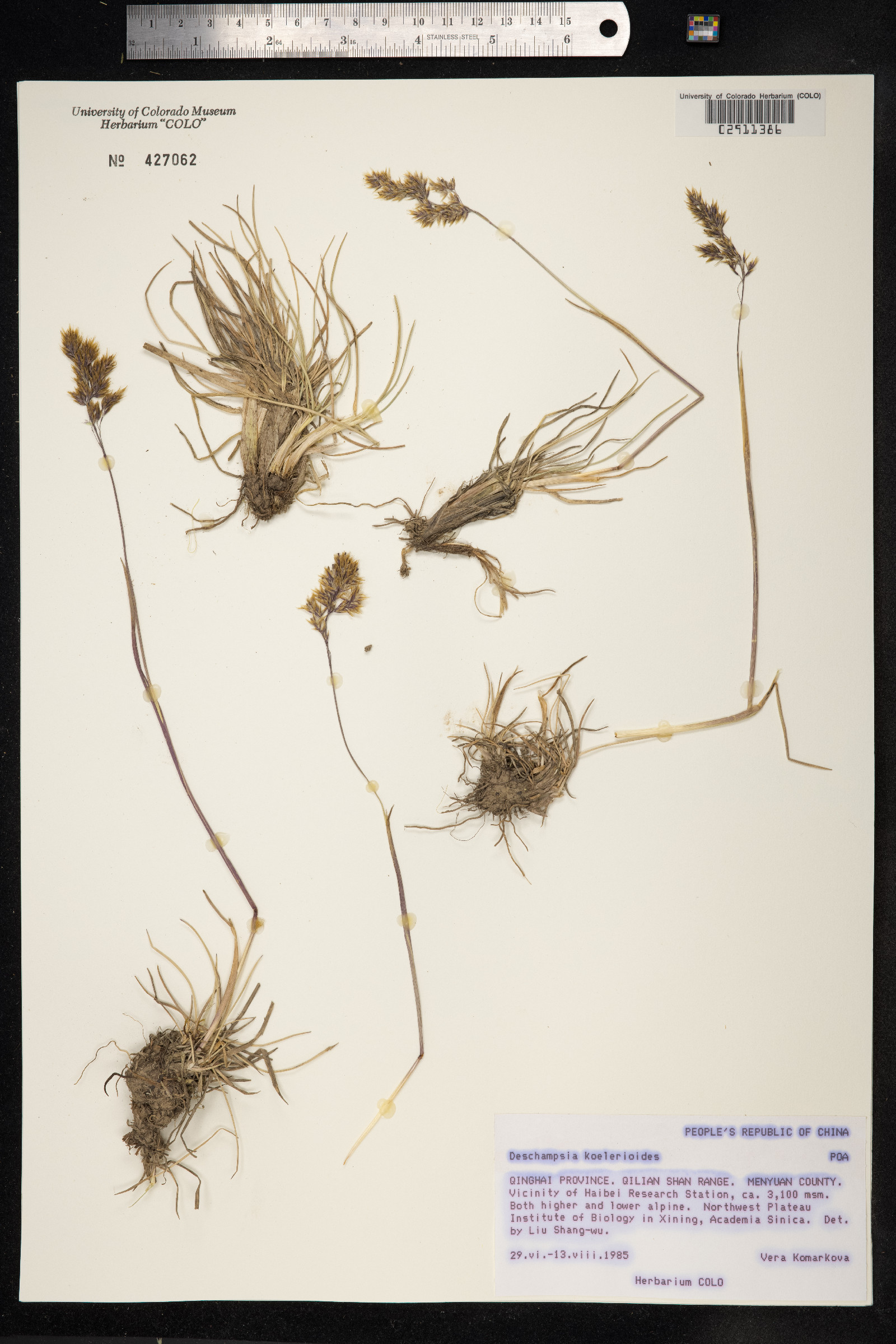 Peyritschia koelerioides image