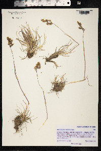 Image of Deschampsia koelerioides