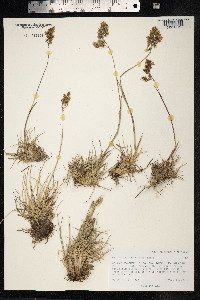 Peyritschia koelerioides image