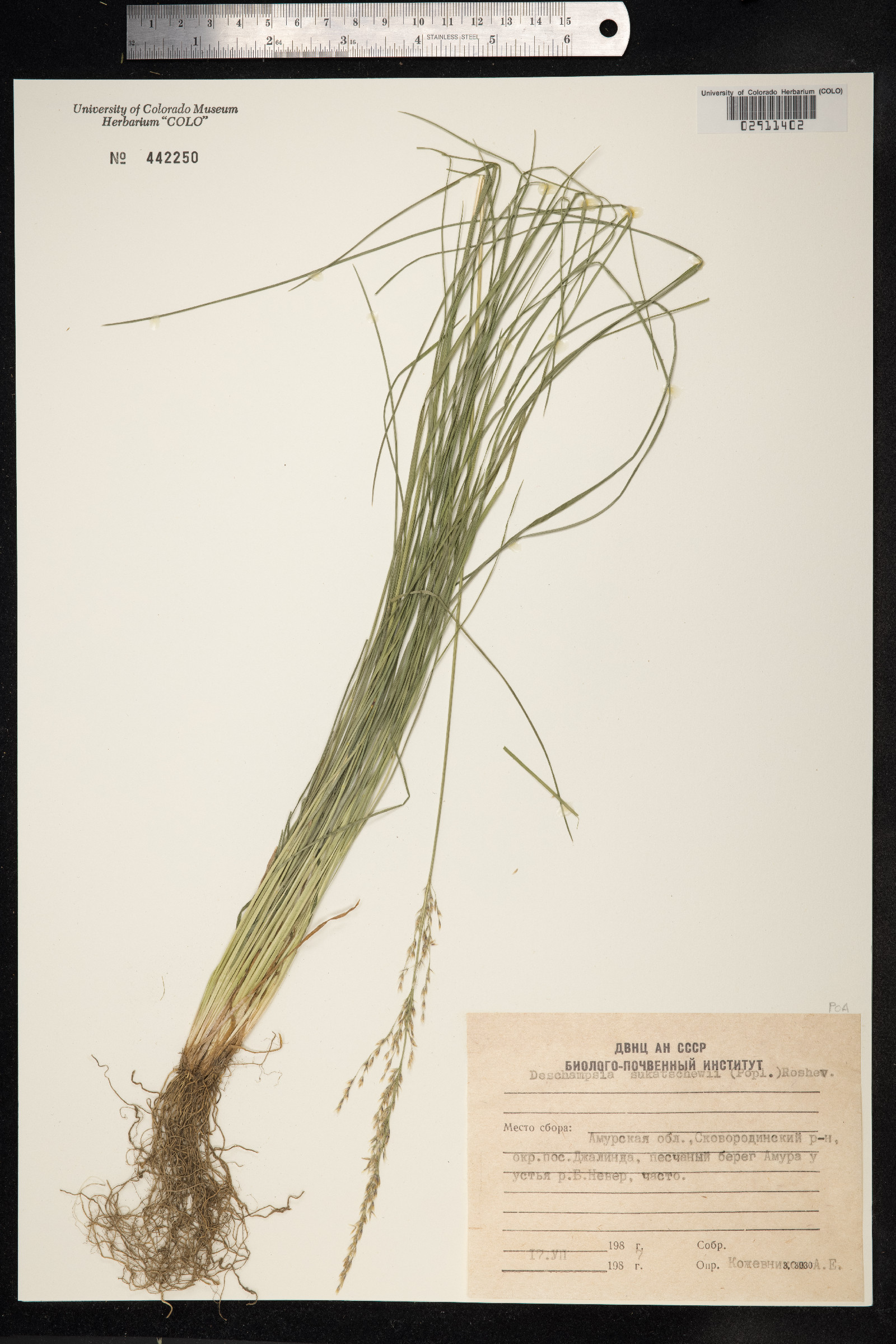 Deschampsia sukatschewii image