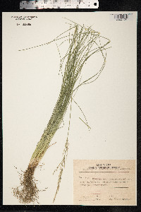 Deschampsia sukatschewii image
