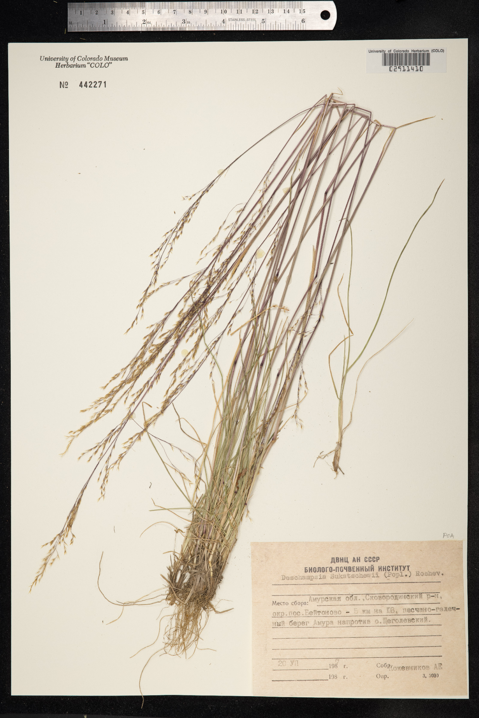 Deschampsia sukatschewii image