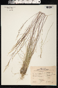 Deschampsia sukatschewii image