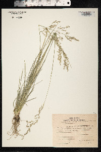 Deschampsia sukatschewii image