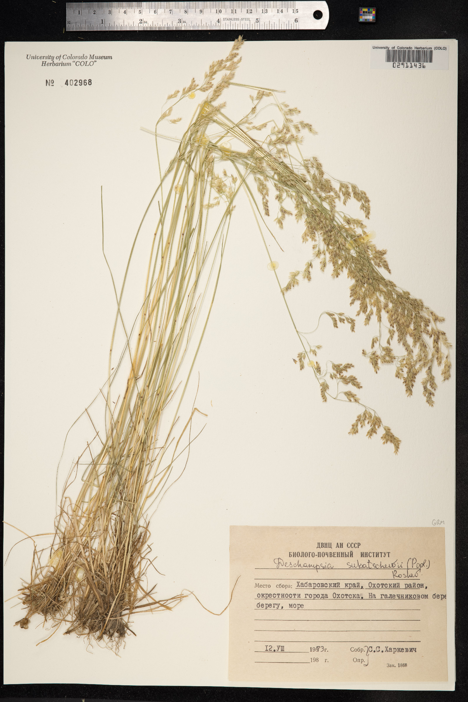 Deschampsia sukatschewii image
