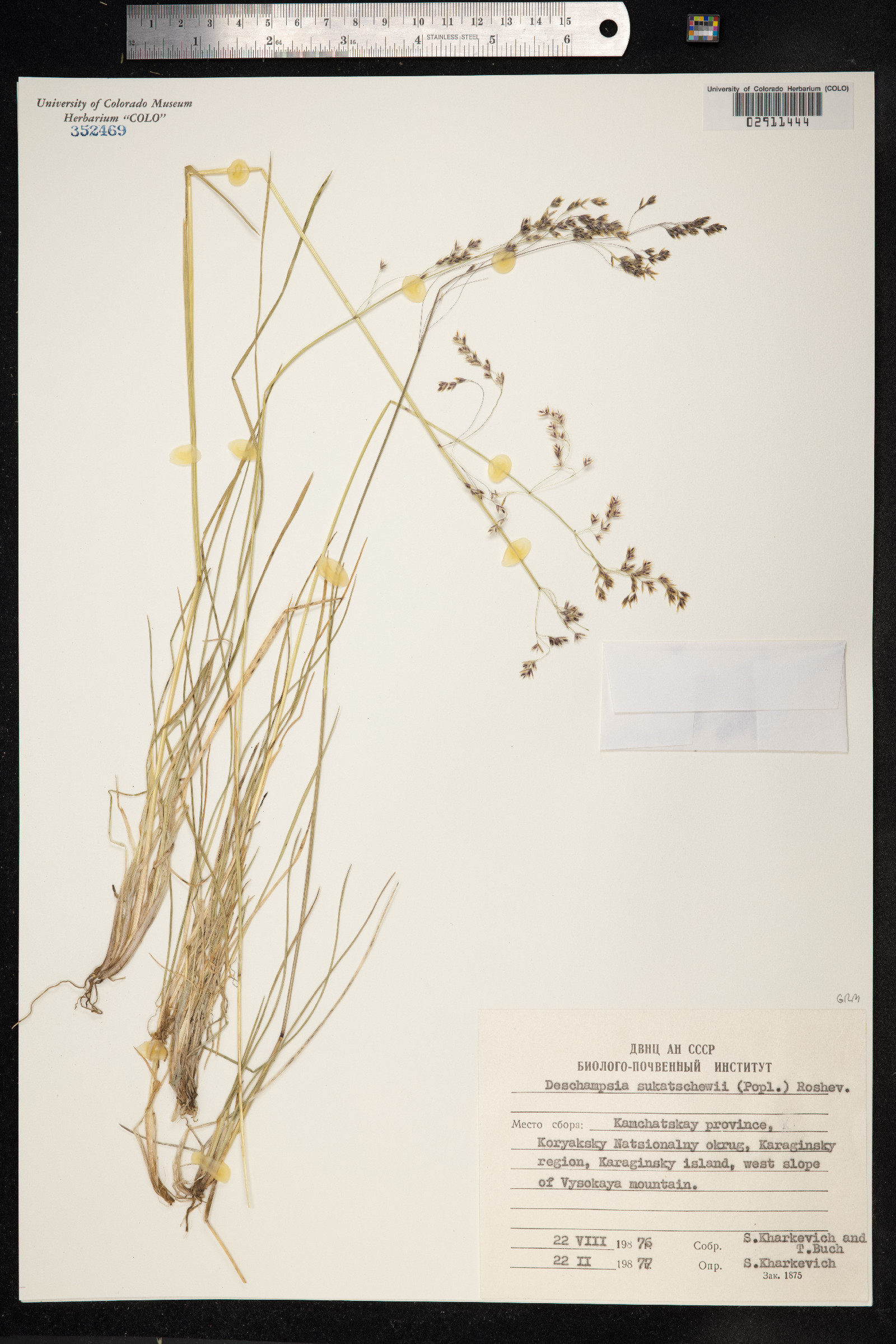 Deschampsia sukatschewii image