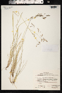 Deschampsia sukatschewii image