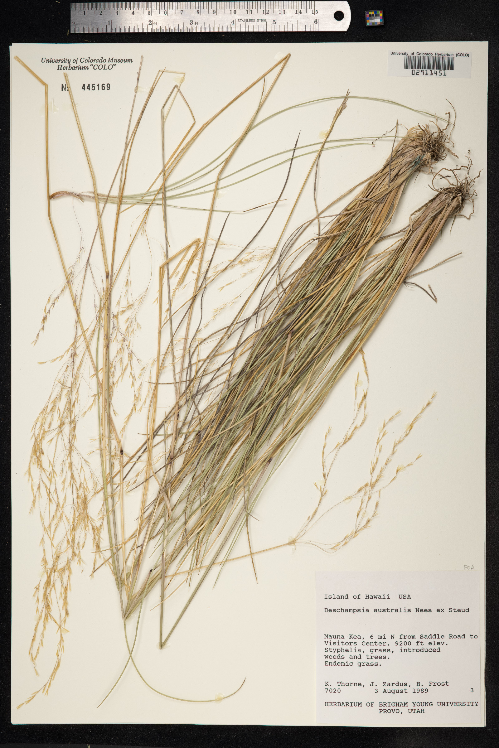 Deschampsia nubigena image