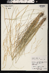Deschampsia nubigena image