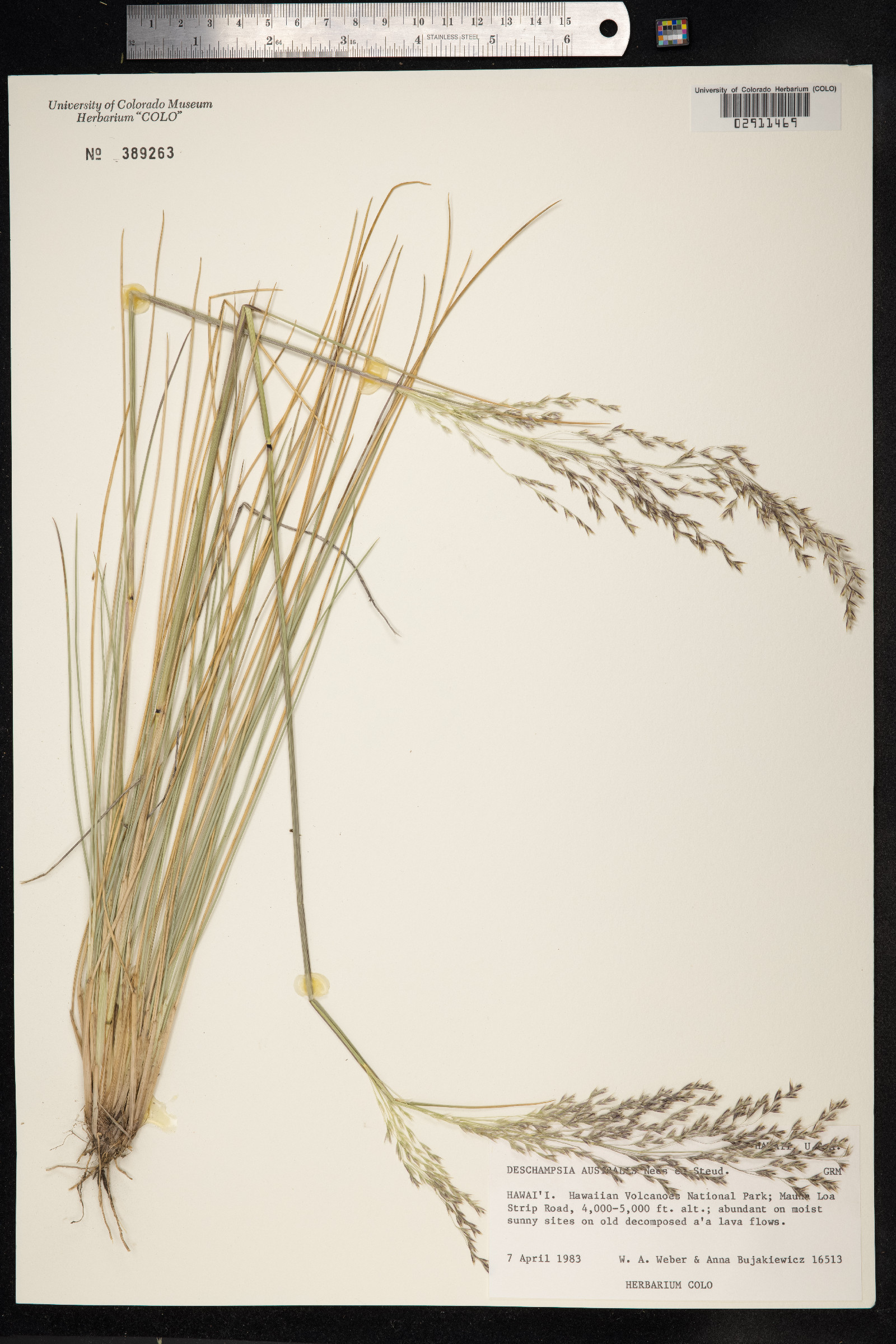 Deschampsia nubigena image