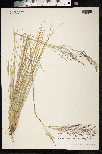 Deschampsia nubigena image