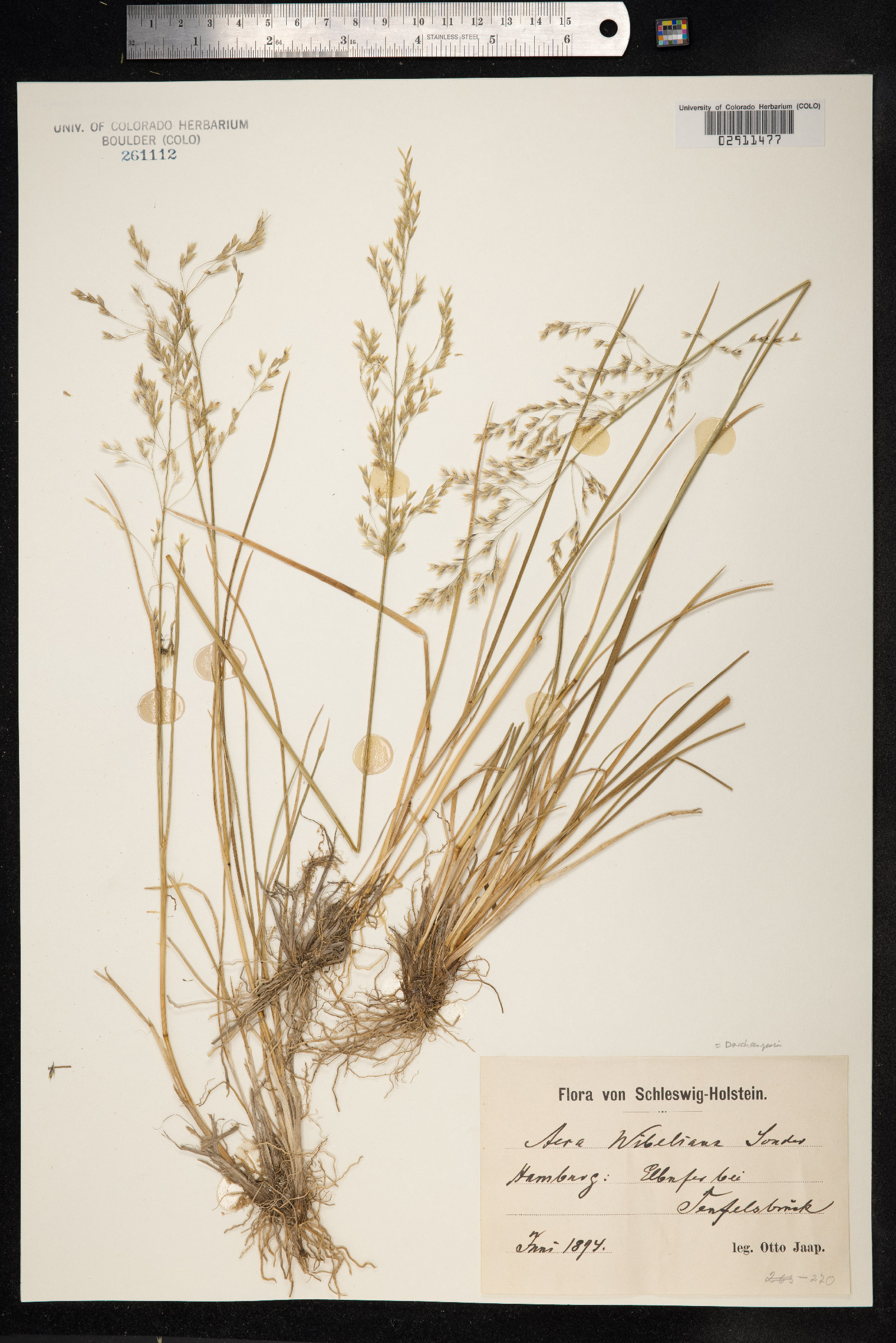Deschampsia cespitosa ssp. paludosa image
