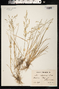 Deschampsia cespitosa image
