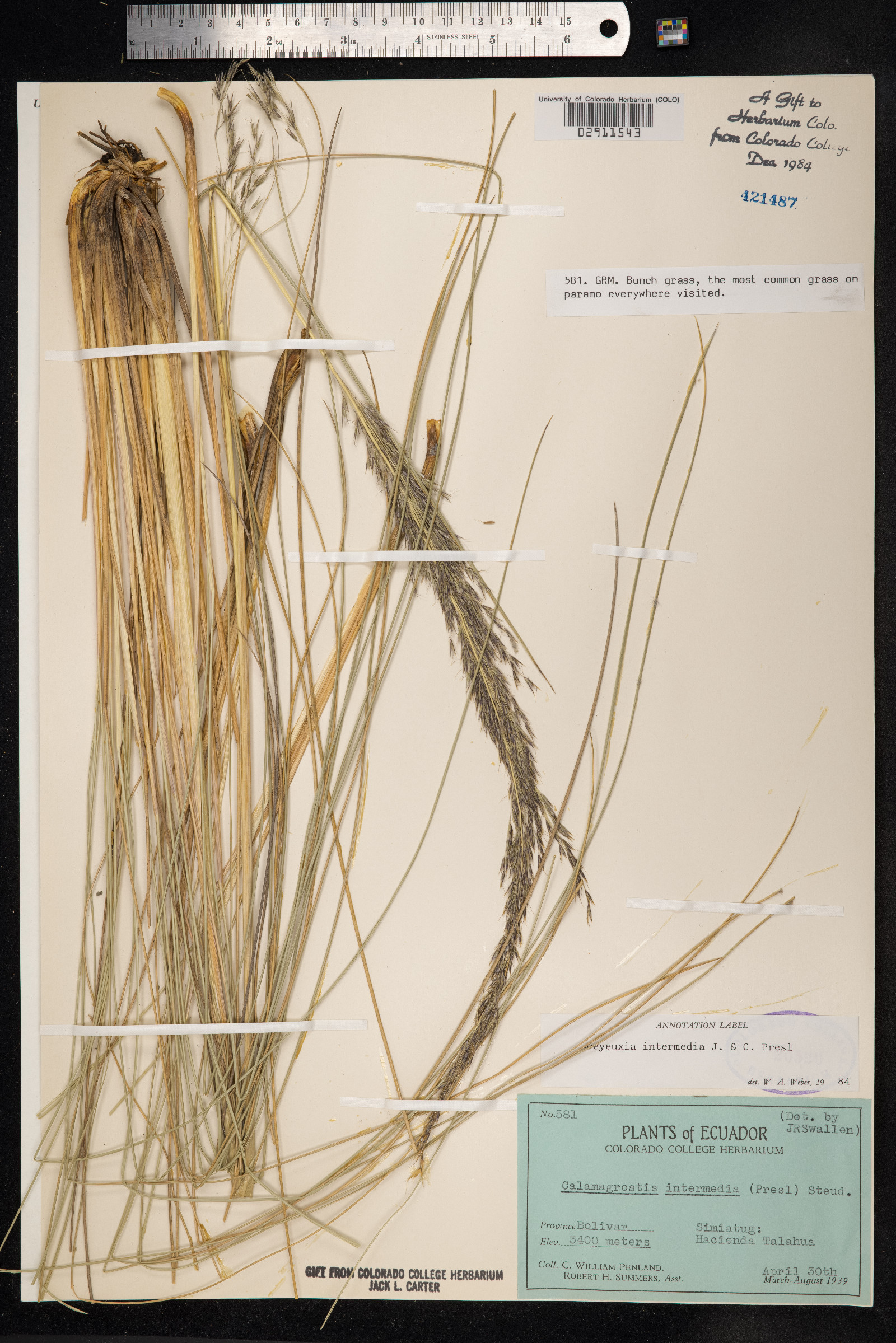 Calamagrostis intermedia image