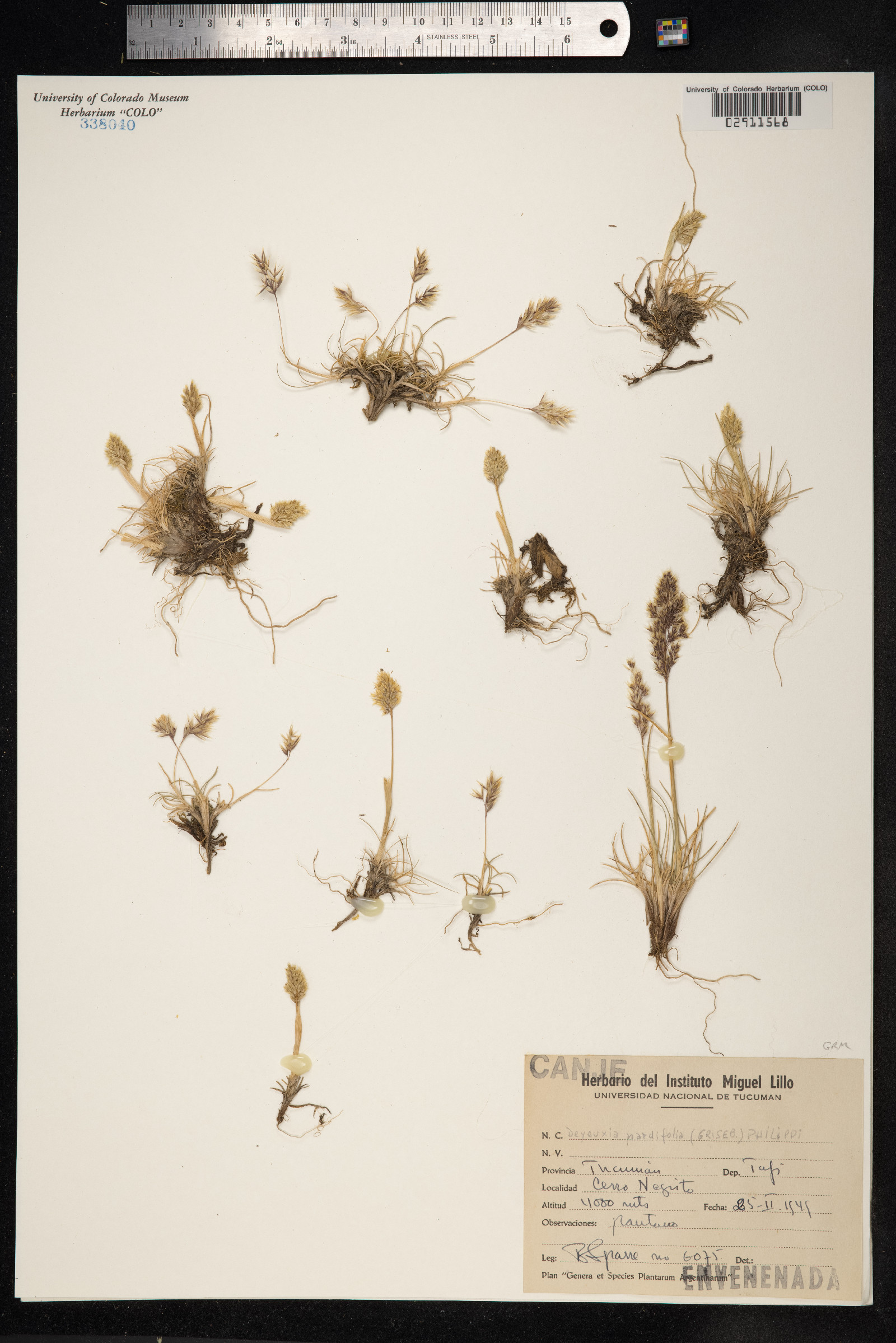 Calamagrostis nardifolia image