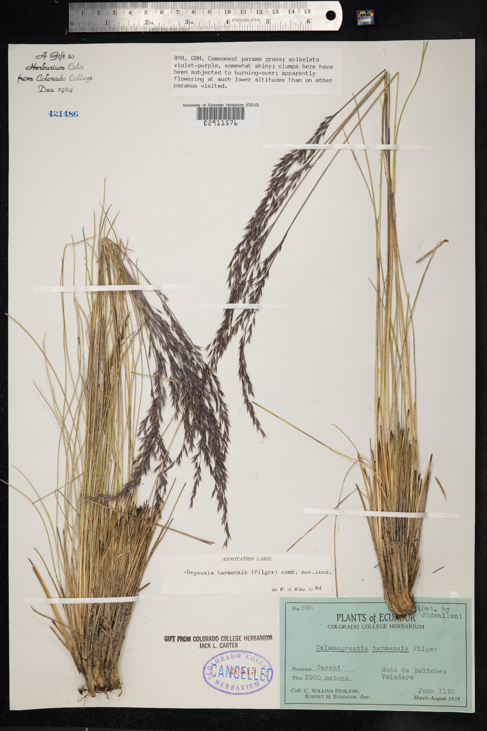 Calamagrostis tarmensis image