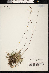 Peyritschia koelerioides image